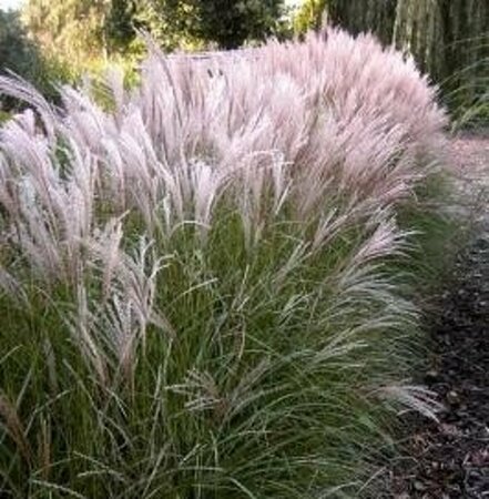 Miscanthus sinensis 'Kleine Silbersp.' C2 - afbeelding 5