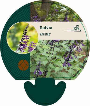 Salvia 'Amistad' P9 - afbeelding 1