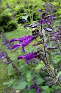 Salvia 'Amistad' P9 - afbeelding 2