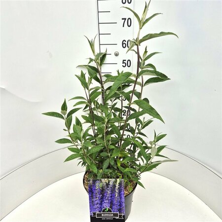 Buddleja davidii 'Empire Blue' C2 - afbeelding 3