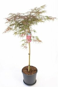 Acer palmatum 'Inaba-shidare' ST. 60 C.