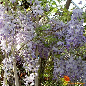 Wisteria sinensis 'Prolific'