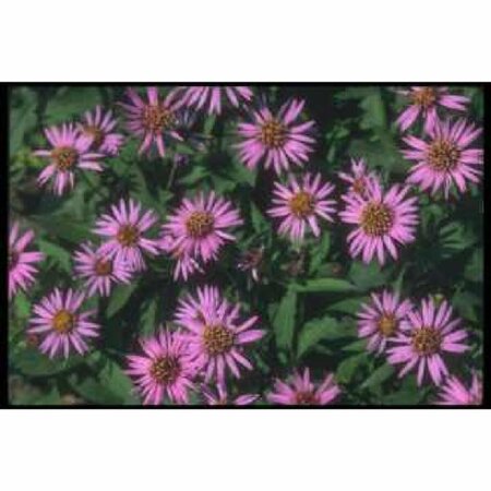 Aster n.-b. 'Marie Ballard' P9 - afbeelding 5