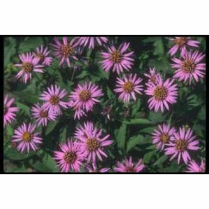Aster n.-b. 'Marie Ballard' P9 - afbeelding 5