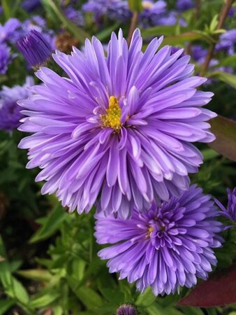 Aster n.-b. 'Marie Ballard' P9 - afbeelding 1
