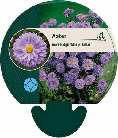 Aster n.-b. 'Marie Ballard' P9 - afbeelding 4