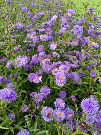Aster n.-b. 'Marie Ballard' P9 - afbeelding 2