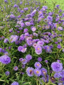 Aster n.-b. 'Marie Ballard' P9 - afbeelding 2