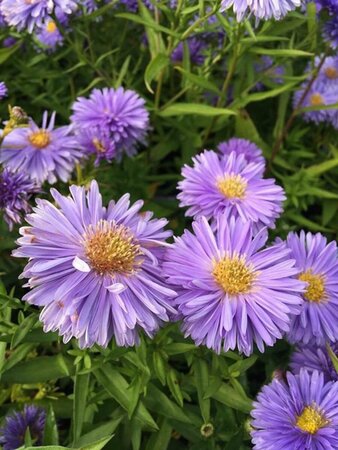 Aster n.-b. 'Marie Ballard' P9 - afbeelding 3