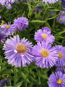 Aster n.-b. 'Marie Ballard' P9 - afbeelding 3