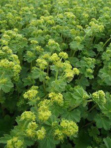 Alchemilla erythropoda P9 - afbeelding 3