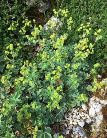 Alchemilla erythropoda P9 - afbeelding 6