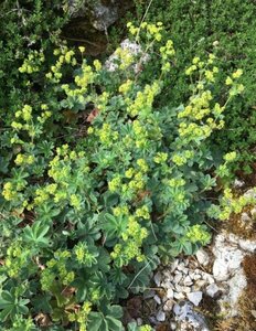 Alchemilla erythropoda P9 - afbeelding 6