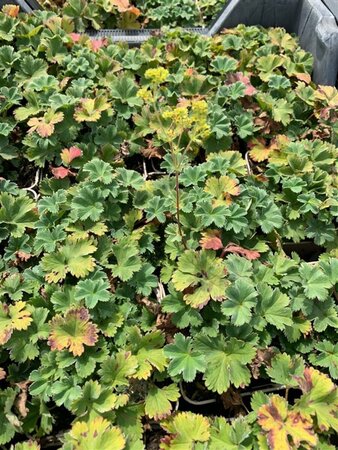 Alchemilla erythropoda P9 - afbeelding 1