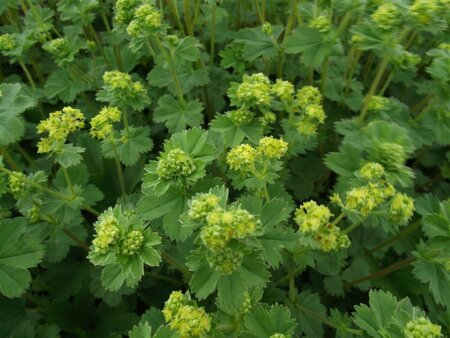 Alchemilla erythropoda P9 - afbeelding 5