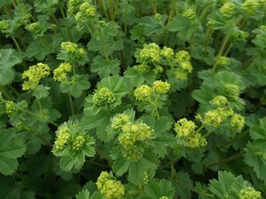 Alchemilla erythropoda P9 - afbeelding 5