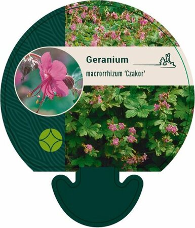 Geranium macrorrhizum 'Czakor' P9 - afbeelding 1