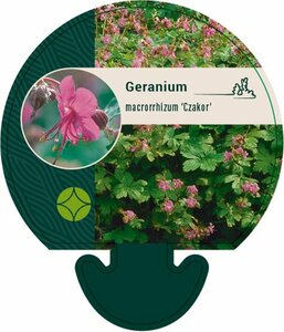 Geranium macrorrhizum 'Czakor' P9 - afbeelding 1