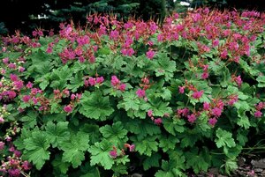 Geranium macrorrhizum 'Czakor' P9