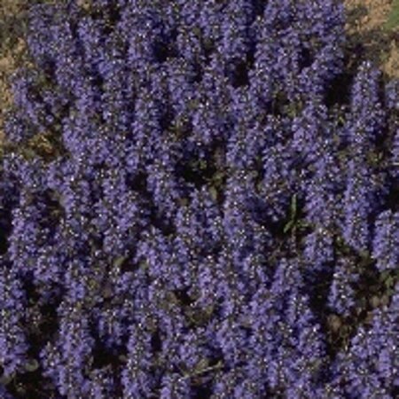 Ajuga reptans 'Atropurpurea' P9 - afbeelding 6