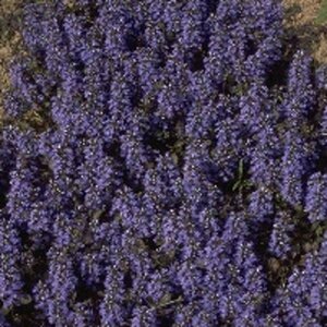 Ajuga reptans 'Atropurpurea' P9 - afbeelding 6