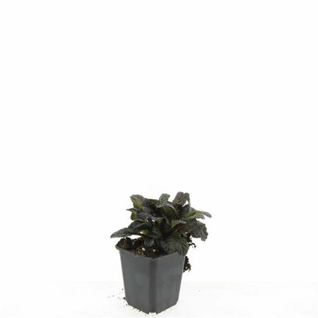 Ajuga reptans 'Atropurpurea' P9 - afbeelding 5