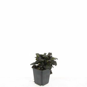 Ajuga reptans 'Atropurpurea' P9 - afbeelding 5