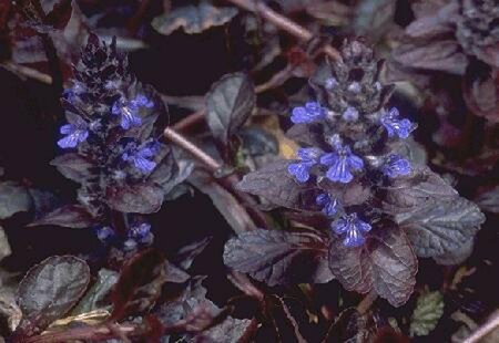 Ajuga reptans 'Atropurpurea' P9 - afbeelding 2