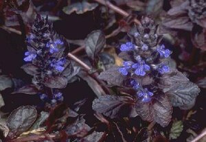 Ajuga reptans 'Atropurpurea' P9 - afbeelding 2