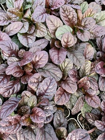 Ajuga reptans 'Atropurpurea' P9 - afbeelding 4