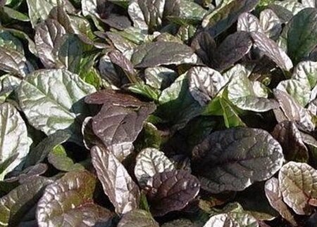 Ajuga reptans 'Atropurpurea' P9 - afbeelding 7