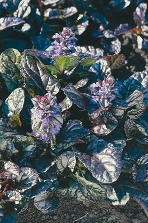 Ajuga reptans 'Atropurpurea' P9 - afbeelding 8