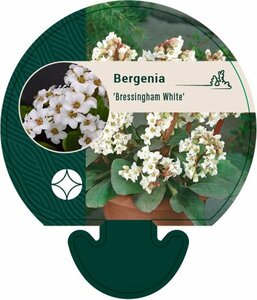Bergenia 'Bressingham White' P9 - afbeelding 3