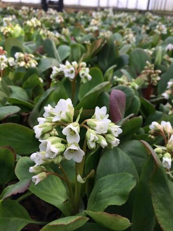 Bergenia 'Bressingham White' P9 - afbeelding 1