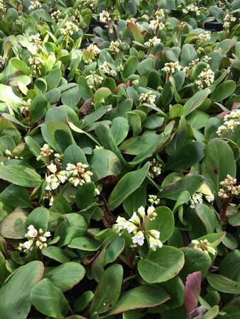 Bergenia 'Bressingham White' P9 - afbeelding 2
