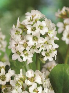Bergenia 'Bressingham White' P9 - afbeelding 6