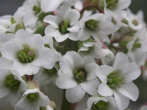 Bergenia 'Bressingham White' P9 - afbeelding 5