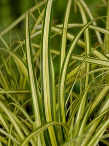 Carex oshimensis 'Evergold' P9