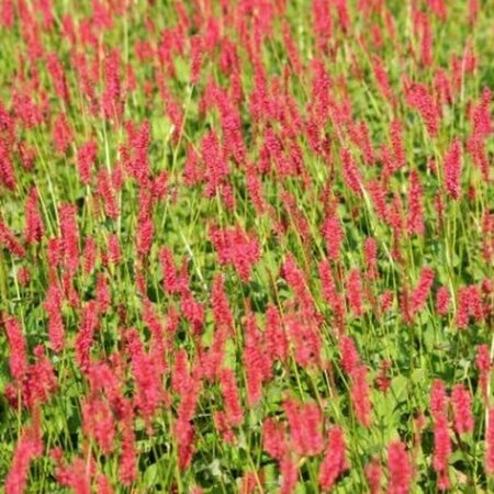 Persicaria amplexicaulis 'Speciosa' P9 - afbeelding 3