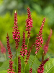Persicaria amplexicaulis 'Speciosa' P9 - afbeelding 5