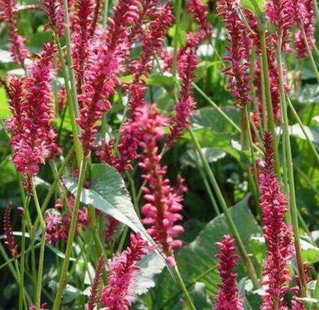 Persicaria amplexicaulis 'Speciosa' P9 - afbeelding 6