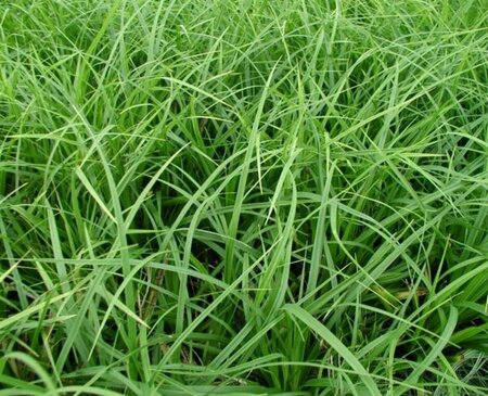 Carex morrowii P9 - afbeelding 4