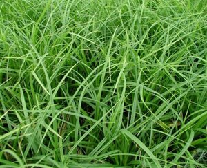 Carex morrowii P9 - afbeelding 4
