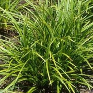 Carex morrowii P9 - afbeelding 5