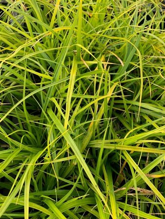 Carex morrowii P9 - afbeelding 2