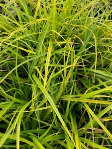 Carex morrowii P9 - afbeelding 2