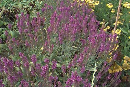 Salvia nemorosa 'Blauhügel' P9 - afbeelding 1