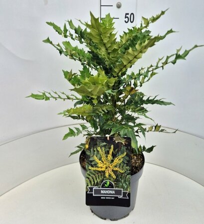 Mahonia media 'Winter Sun' - afbeelding 2