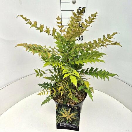 Mahonia media 'Winter Sun' - afbeelding 3