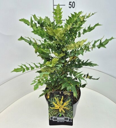 Mahonia media 'Winter Sun' - afbeelding 4